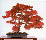 bonsai - platano