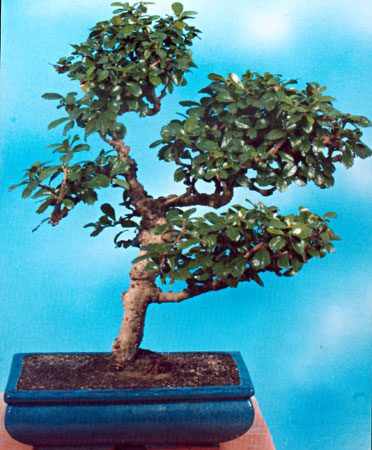 Acero