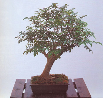 Acero