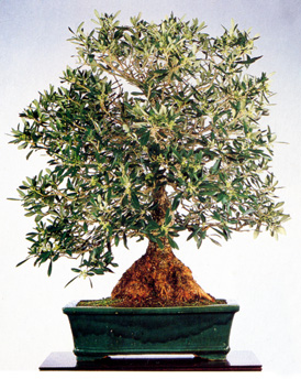 Acero