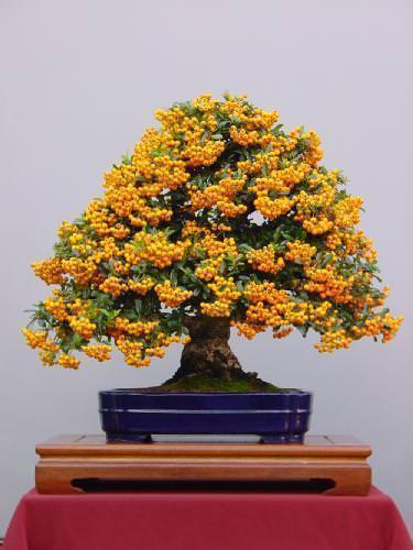 Acero