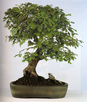 Acero