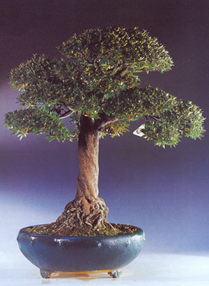 Acero
