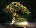 Cotoneaster