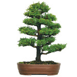 Cryptomeria