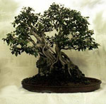 Ficus