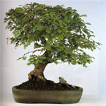 Quercia