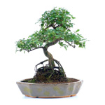 Sagerethia