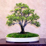 Serissa