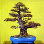 Zelkova